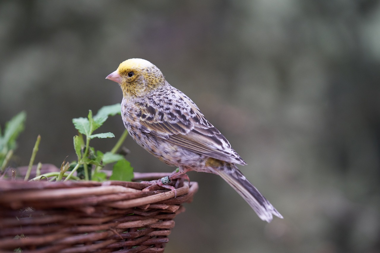 Making DIY Bird Feeders with the Kids